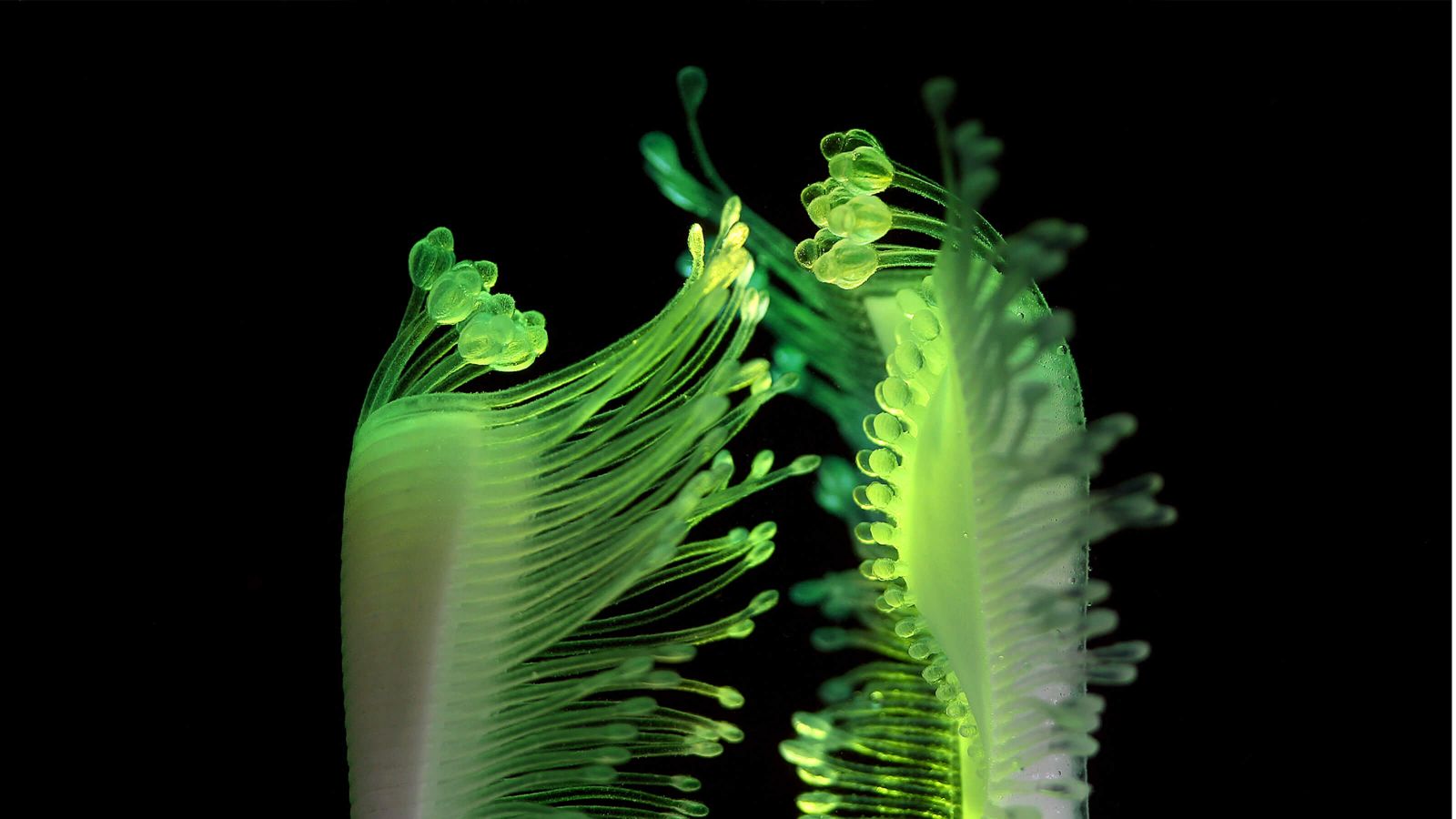 Neon green hydrophyte.