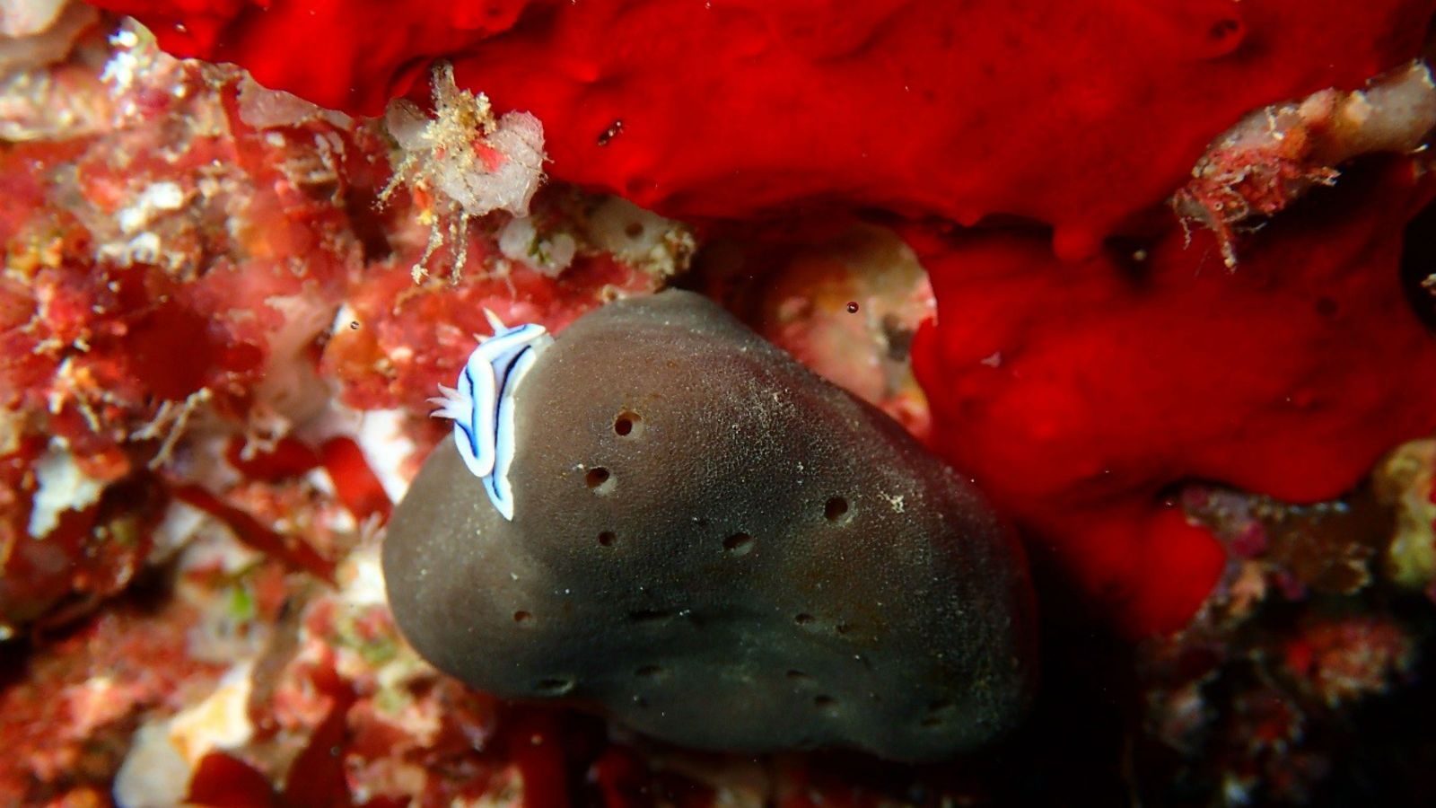 A nudibranch (sea slug) predating upon the sponge Cacospongia mycofijiensis, Tonga (2016).