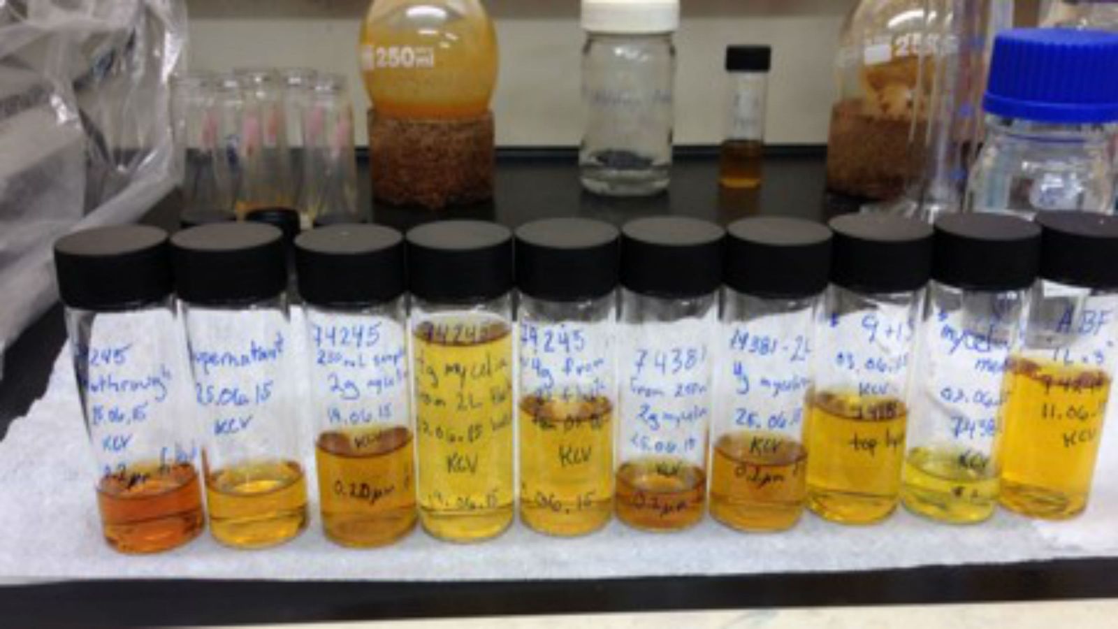 Crude fungal extracts, prepared to be analysed for bioactivity.