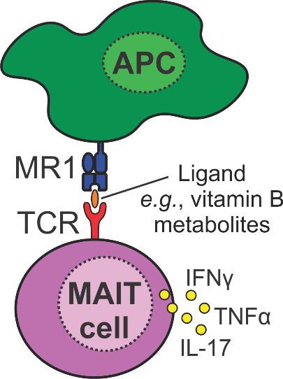 MAIT cell MAIT cell