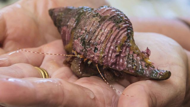 A hermit crab in a shell.