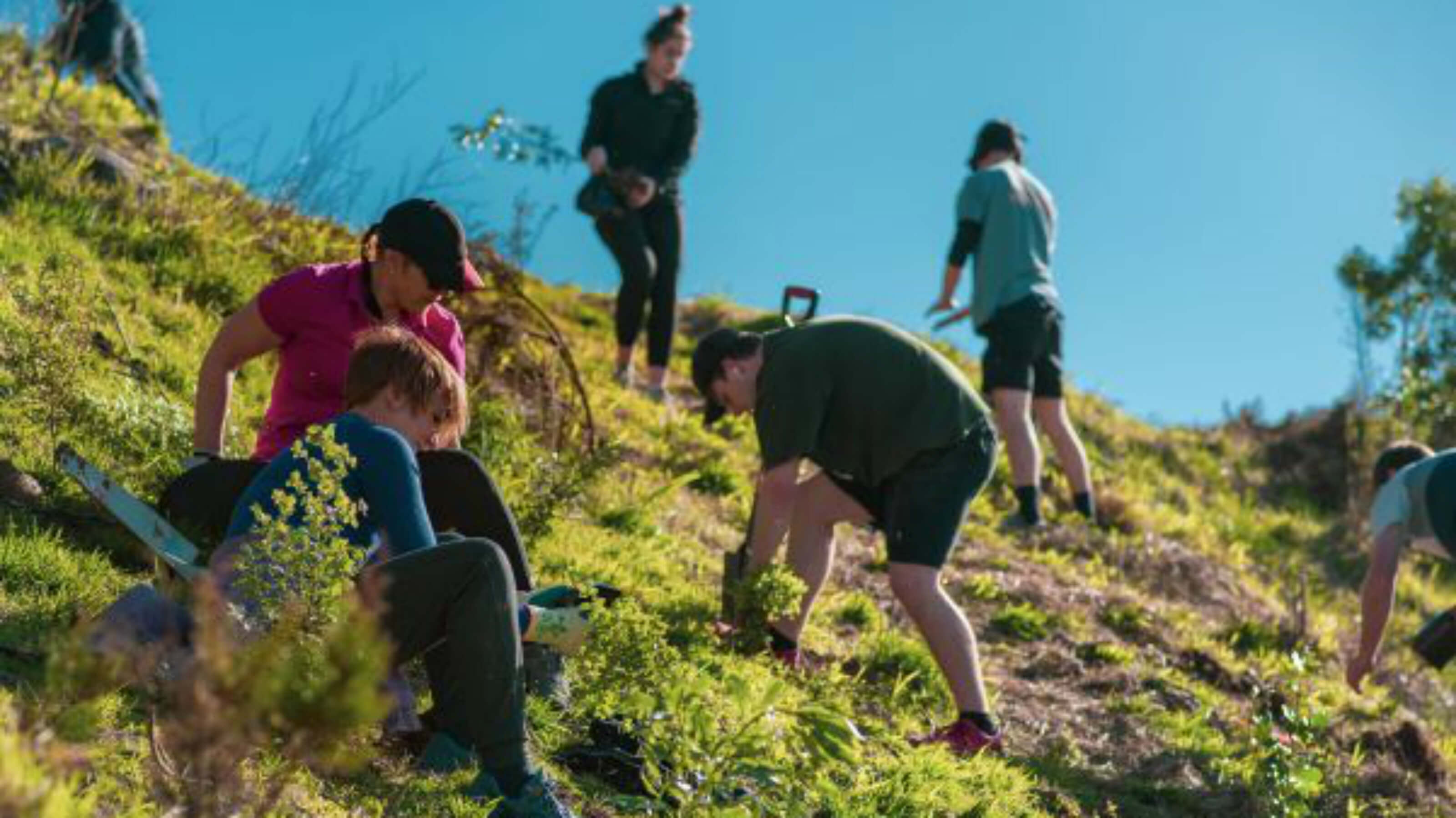 Employee volunteer programme – volunteers planting trees on hillside.