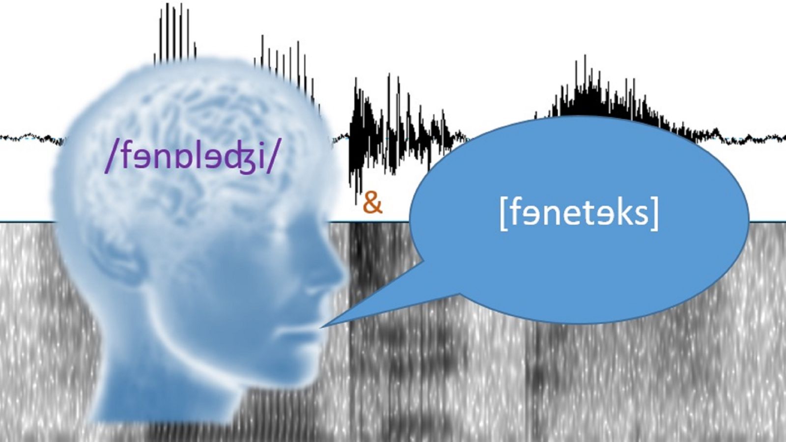 Phonetics & Phonology