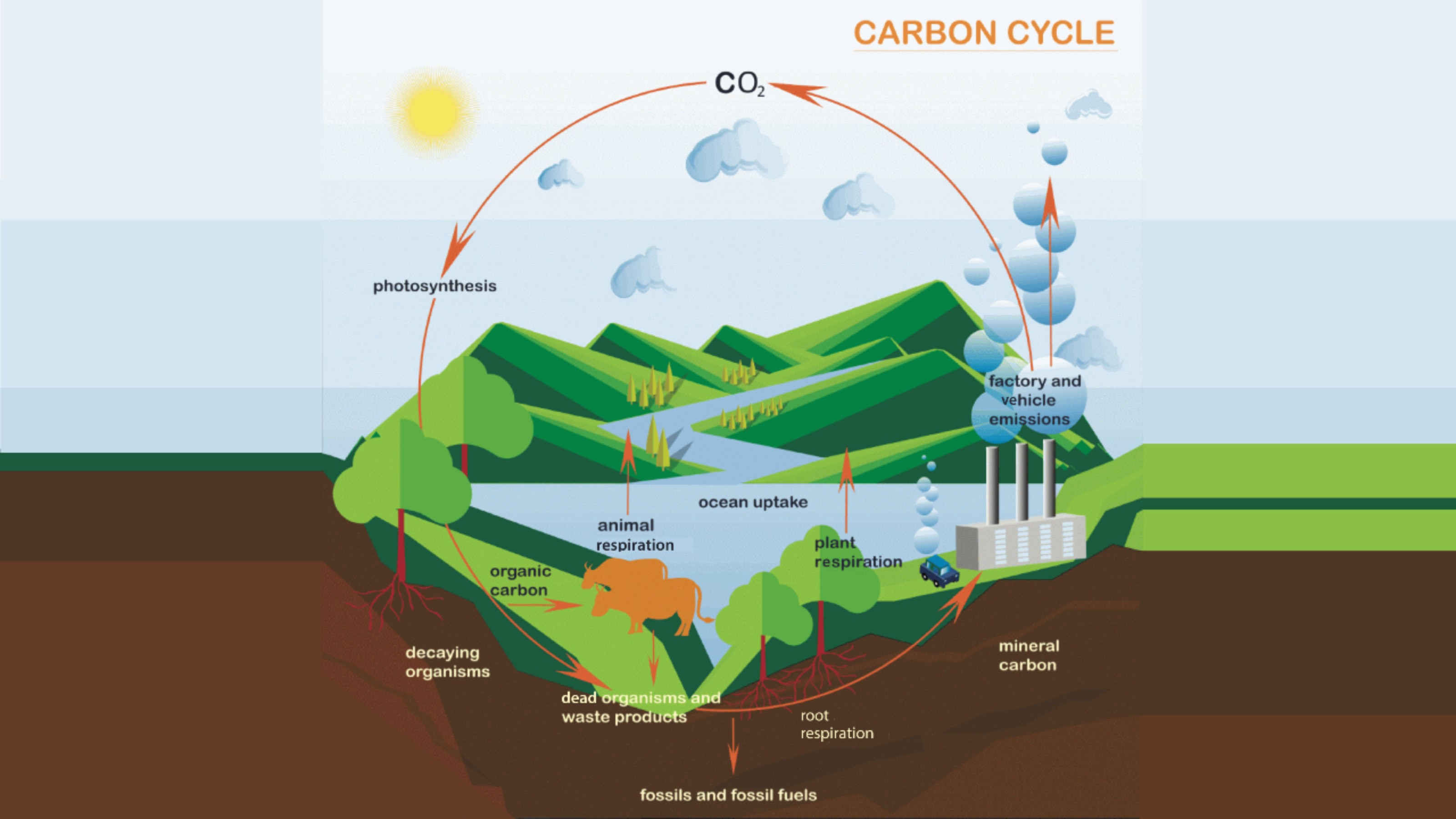 Diagram of carbon cycle showing carbon in solid and gaseous forms