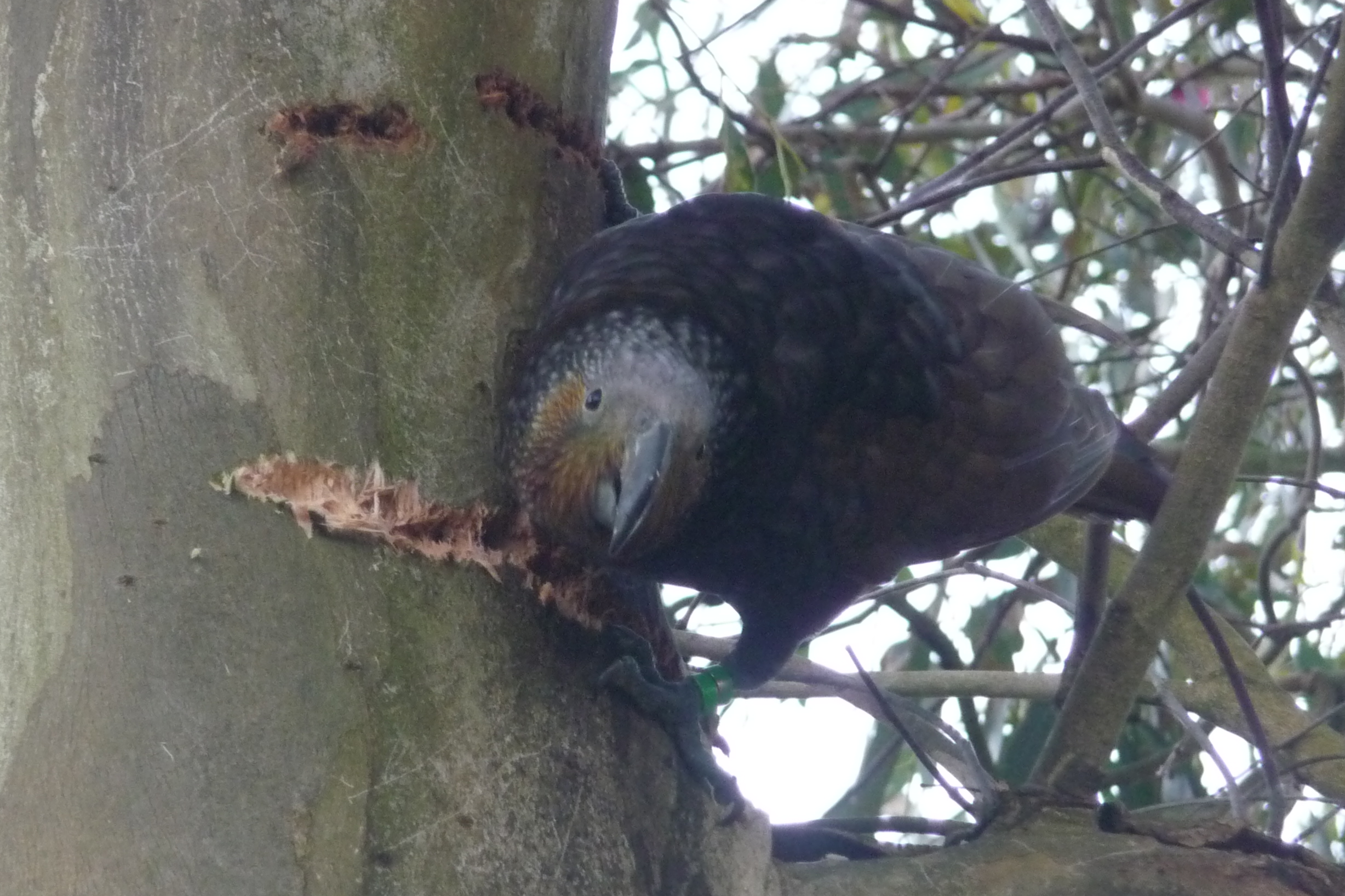 Kaka damaging tree