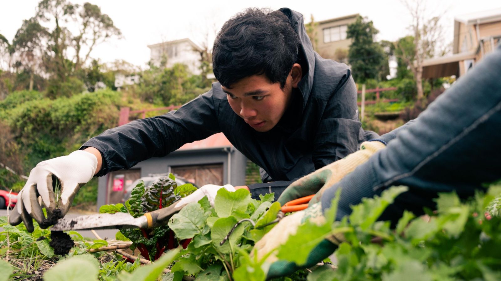 Student planting trees in Wellington as part of a volunteering activity organised by Kitea