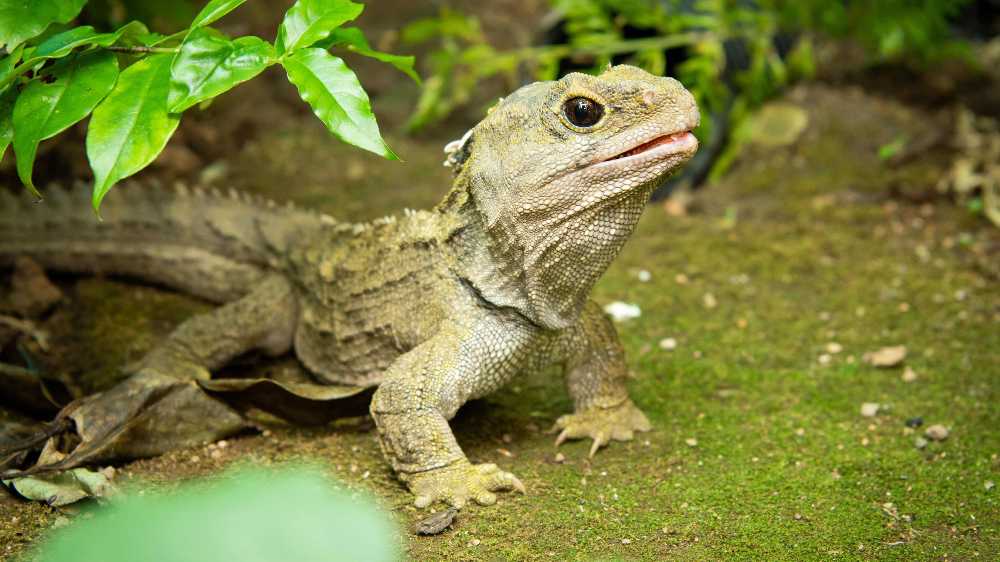 Close-up of a tuatara on the forest floor, its rough, spiky skin and large eye visible as it looks upward beside green leaves.