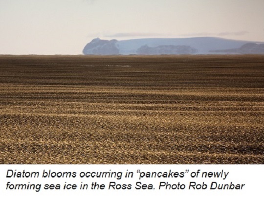 Diatom blooms occurring in "pancakes" of newly forming sea ice in the Ross Sea