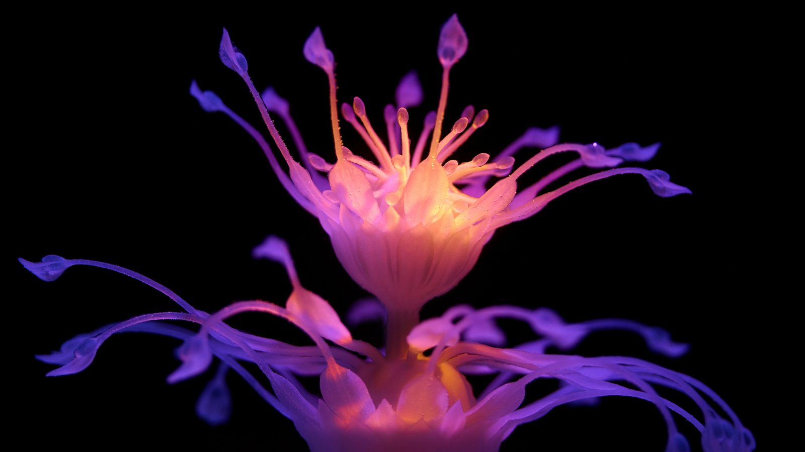 hydrophyte-haven-flower-web.jpg 3D printed pink flower with tendrils, 'Haven flower' – a Hydrophyte created by Nicole Hone.