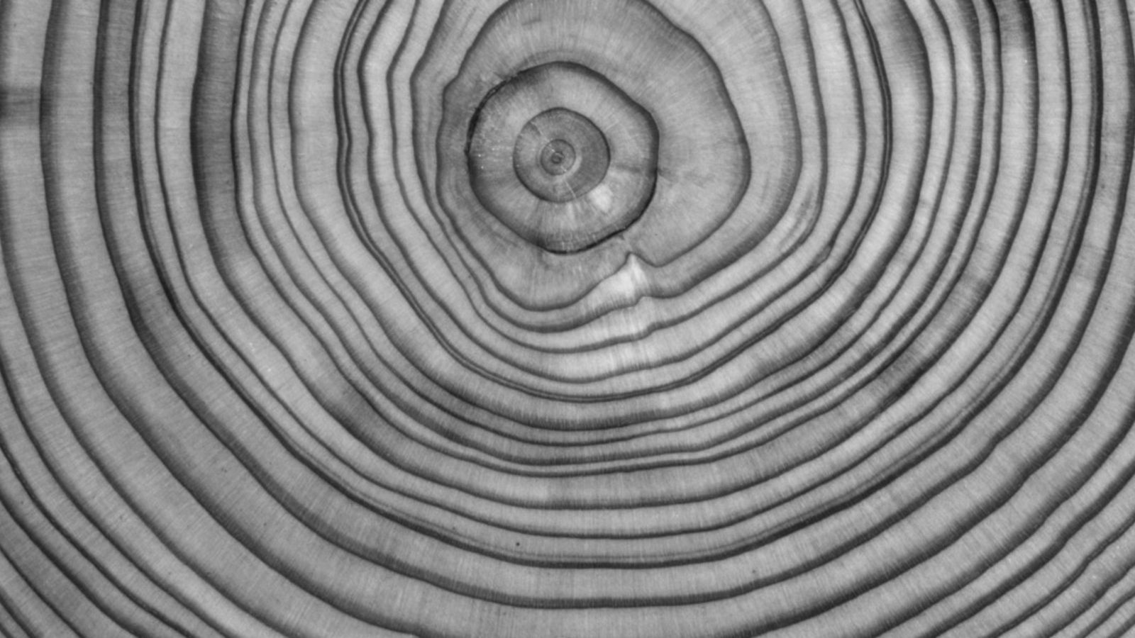 Black and white image of age rings on sliced tree trunk