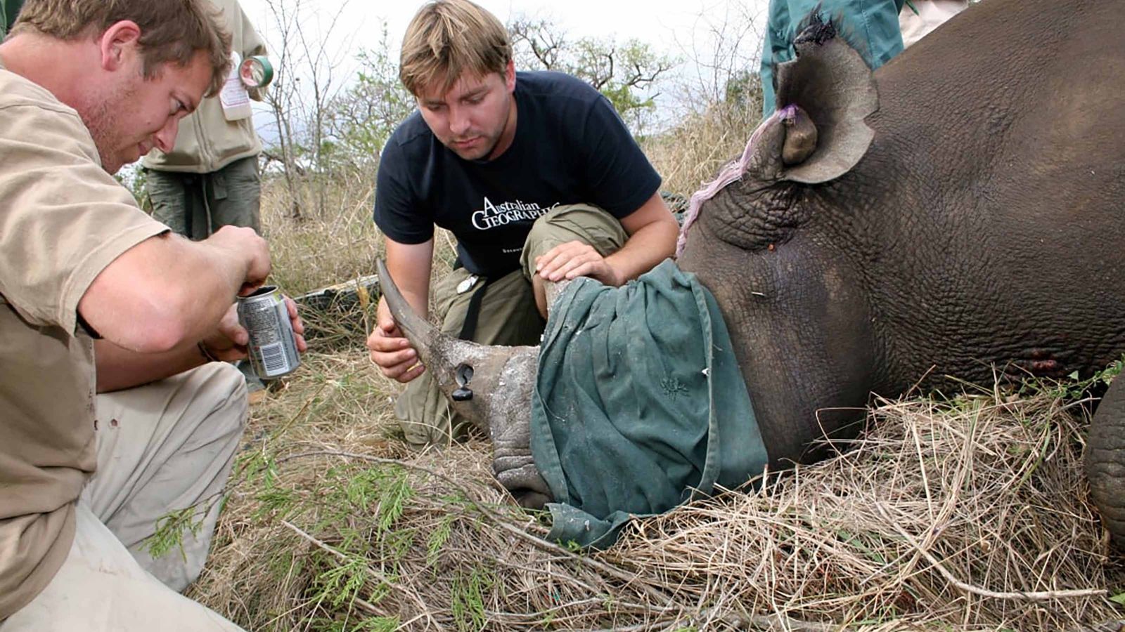 Attaching a transmitter to a rhino