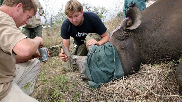 Researchers attaching a transmitter to a rhino. Credit: Rosalynn Anderson-Lederer