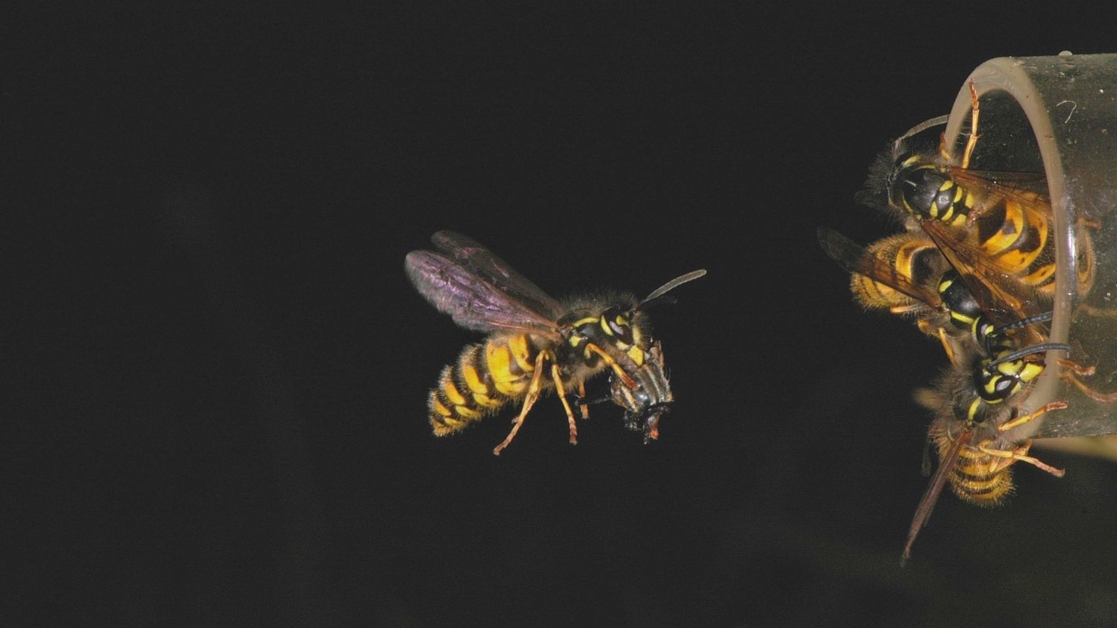 Wasp flying towards a swarm of wasps