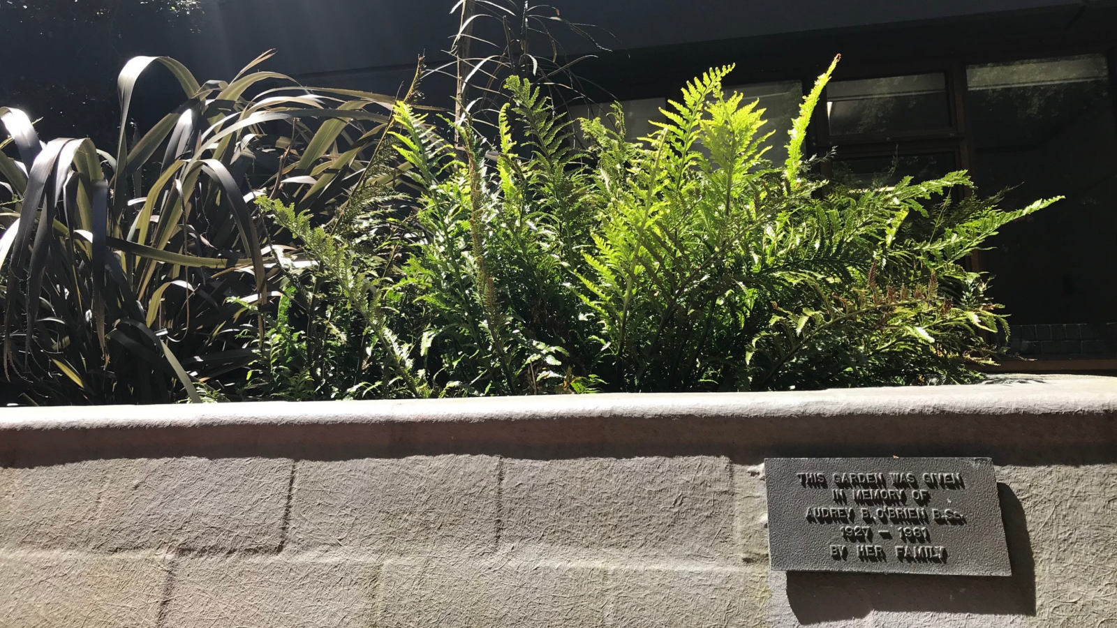 garden with ferns and brick exterior, with plaque which reads 'this garden was given in memory of Audrey B. O'Brien B. Sc. 1927-1981 by her family