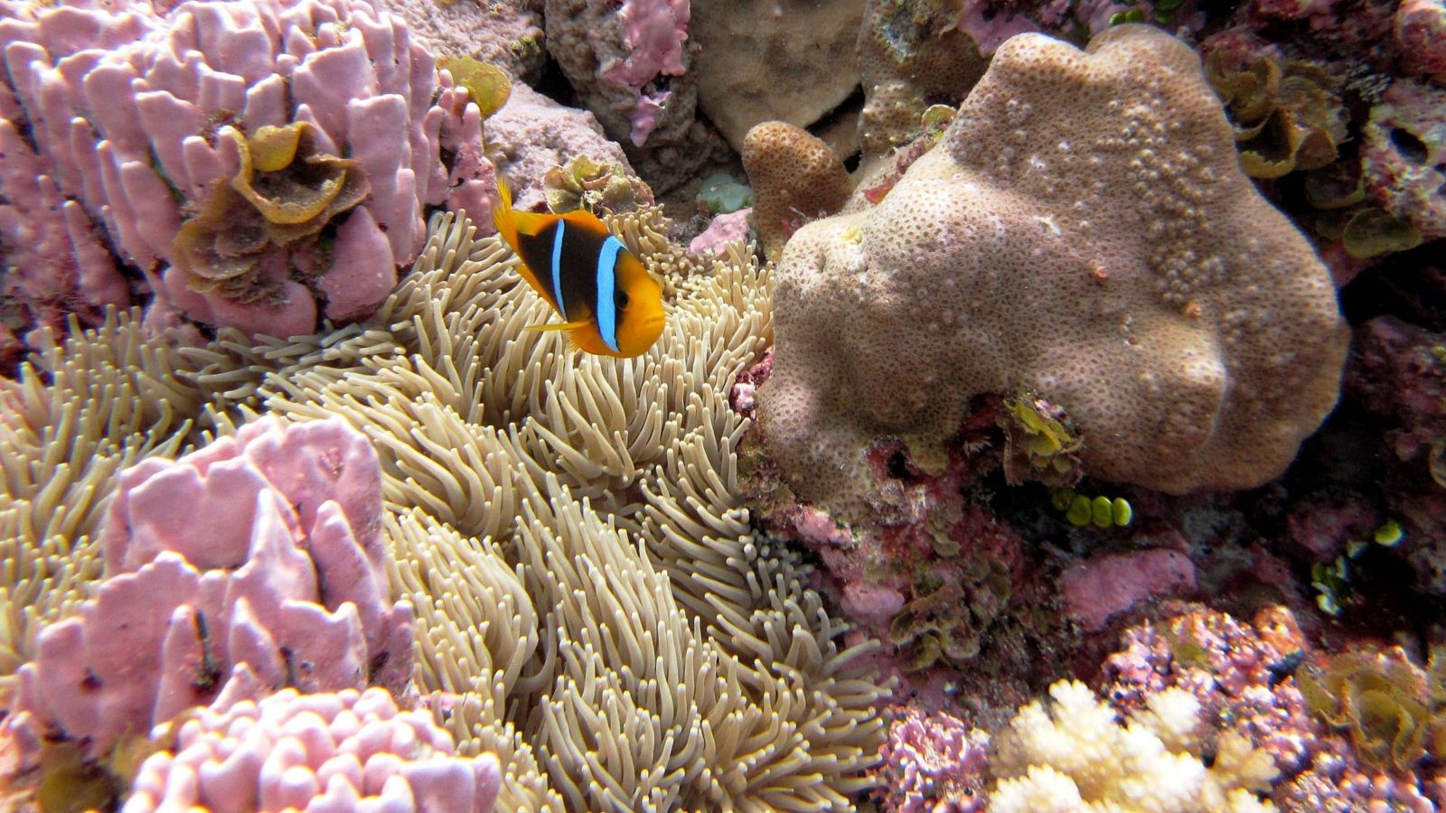 fish in coral and algae underwater