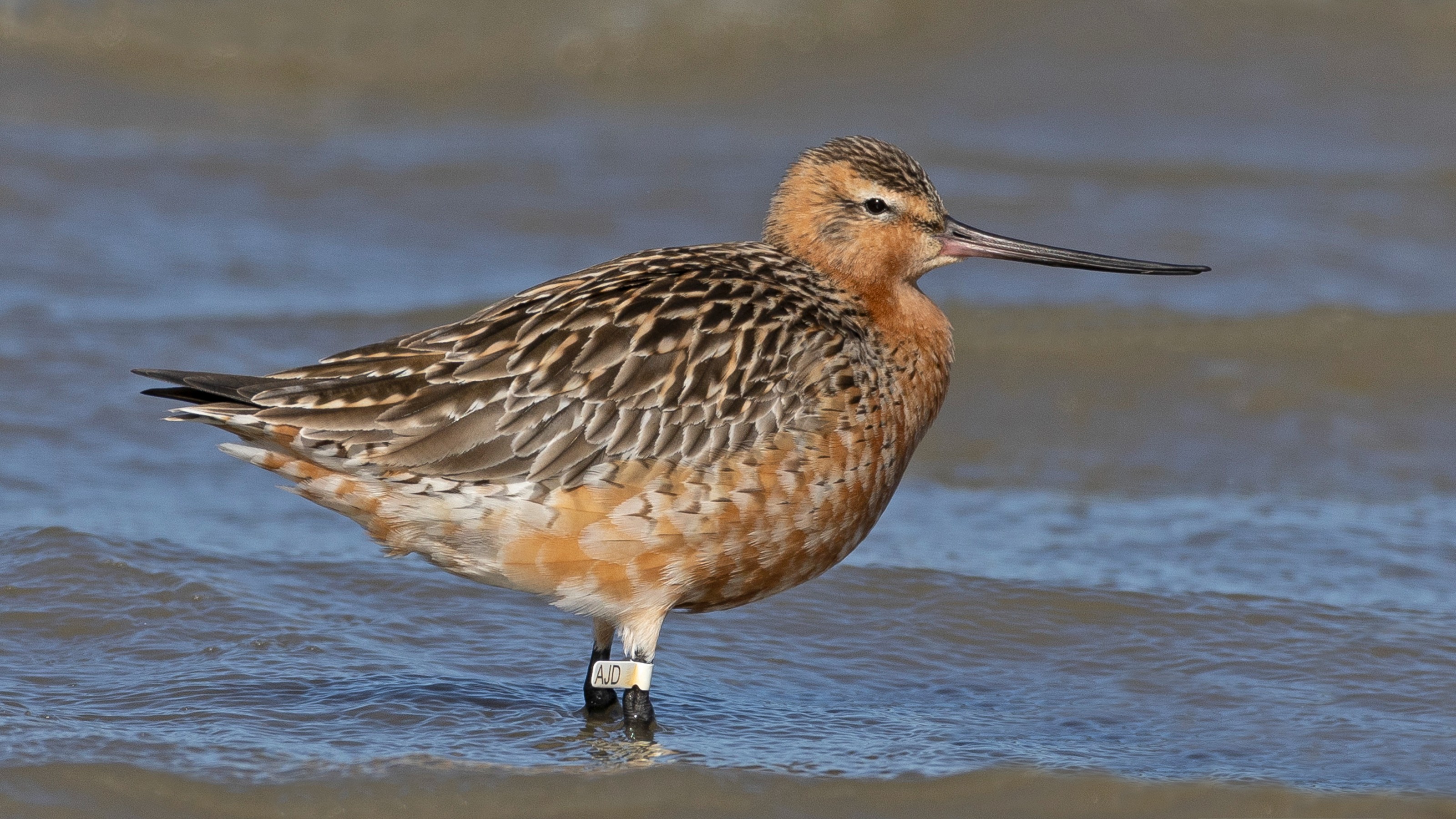 Photo of a kūaka taken by Paul Gibson.