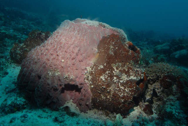 sponge dominated reefs on Jaco Island