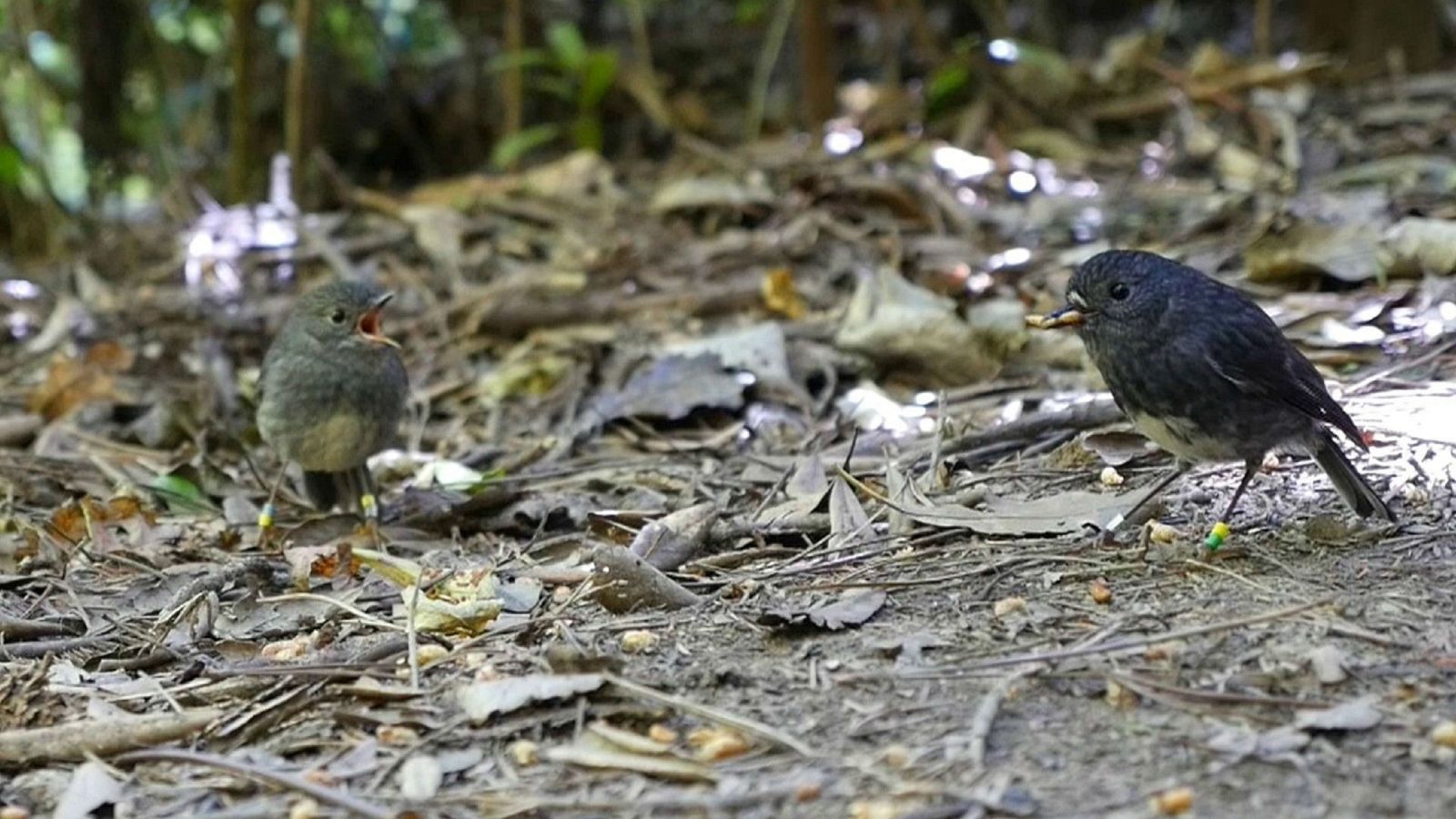 Zealandia robin shares a mealworm with his mate