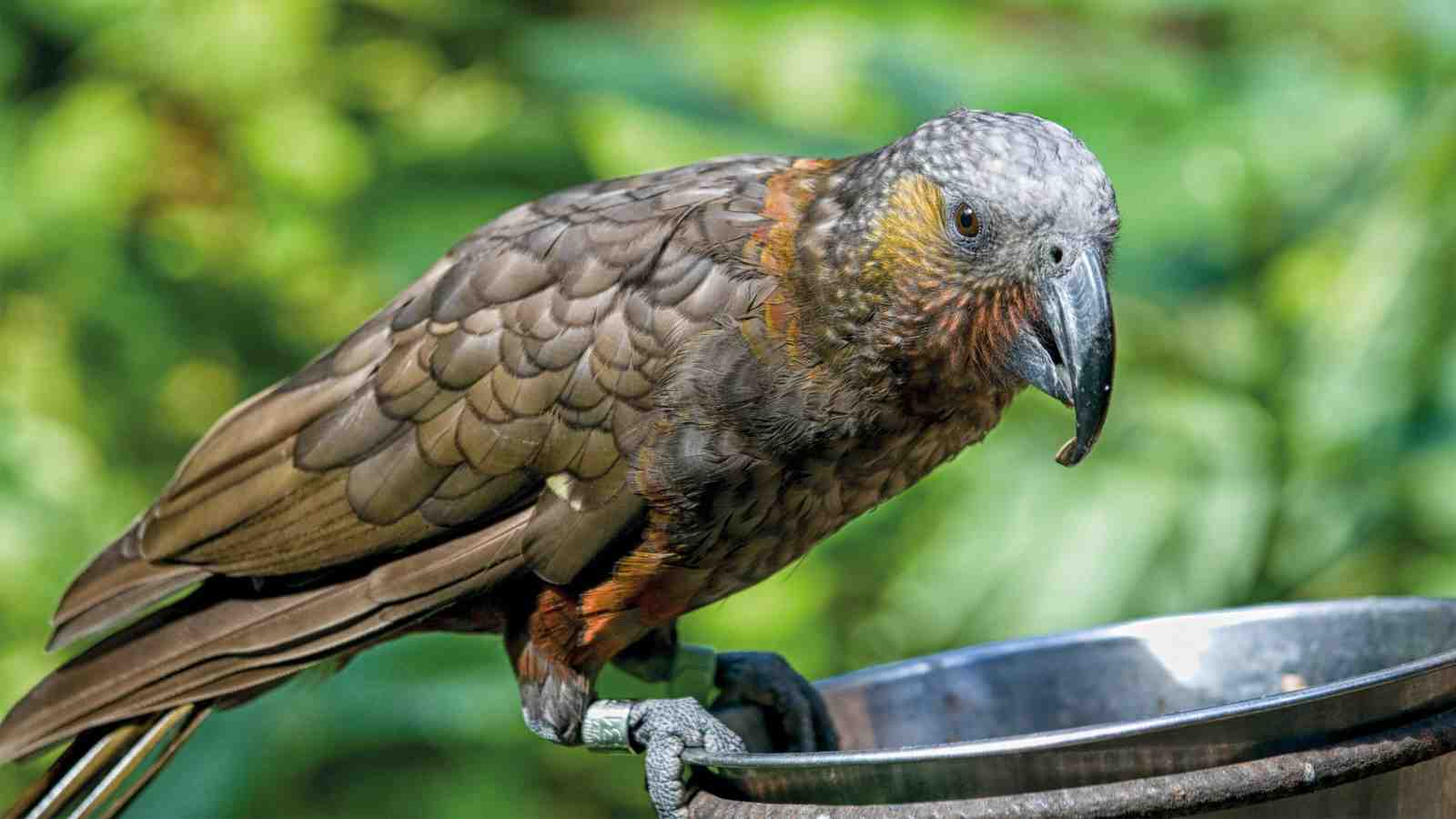 Kaka bird