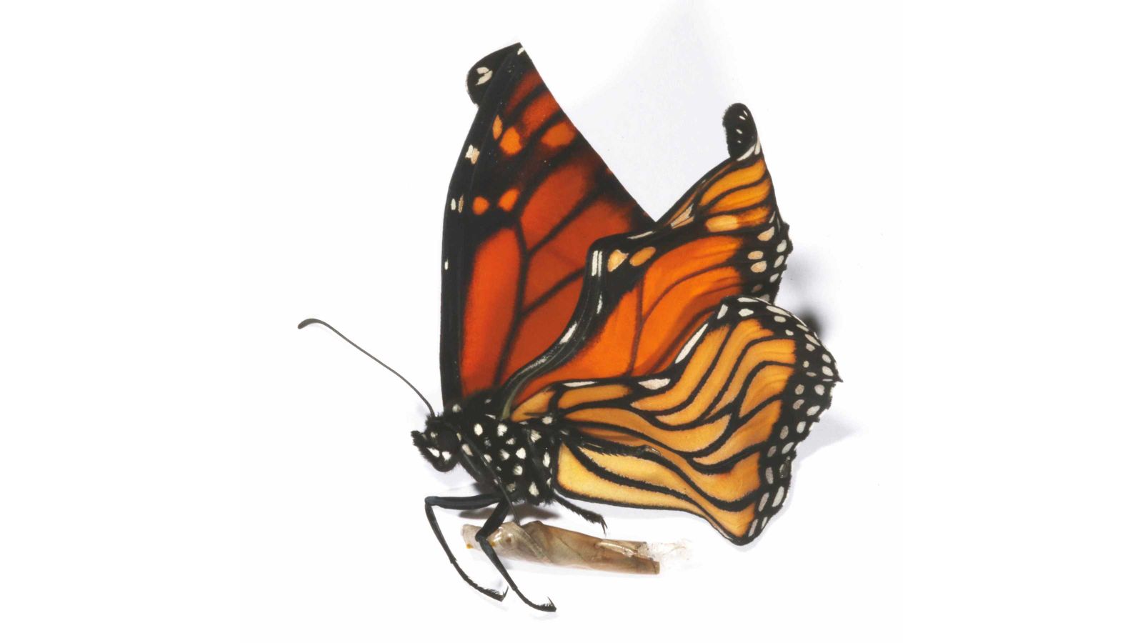 A monarch butterfly with crumpled wings because of ophryocystis elektroscirrha.