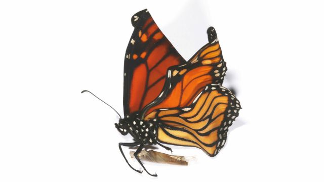 A crumpled monarch butterfly.
