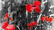 Black and white image with red poppies in a field