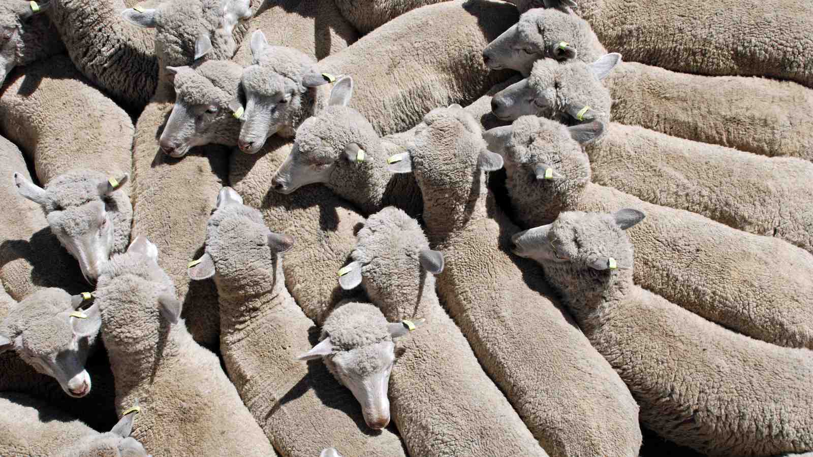 A mob of sheep.