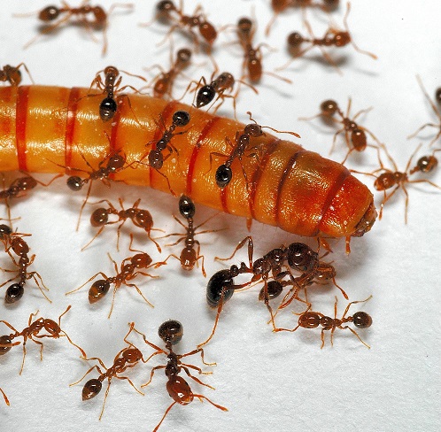 Fire ants attacking a mealworm