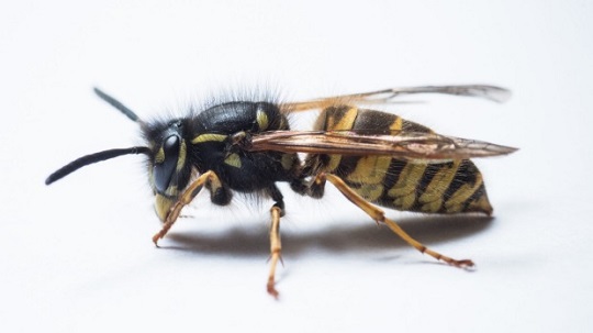Nelson wasp