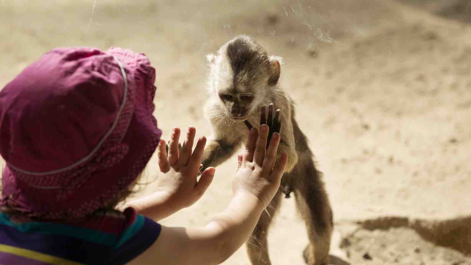 A child at a zoo holds up her hands to class and monkey on the other side does the same.