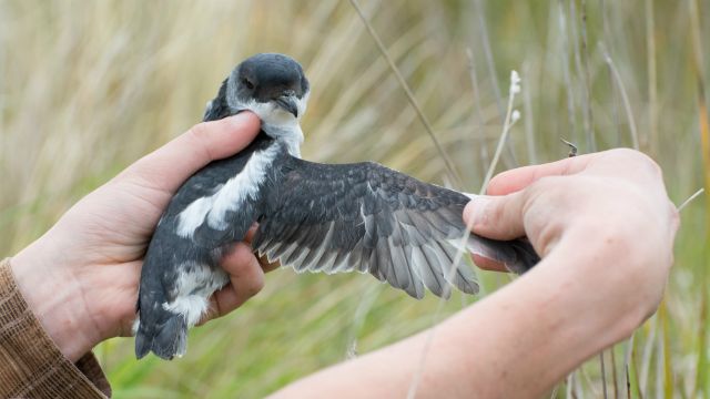 A Whenua Hou diving petrel is held up with one wing extended.