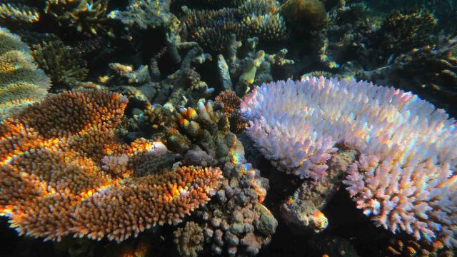 A close up photograph of a coral reef with a pink coral and an orange coral.