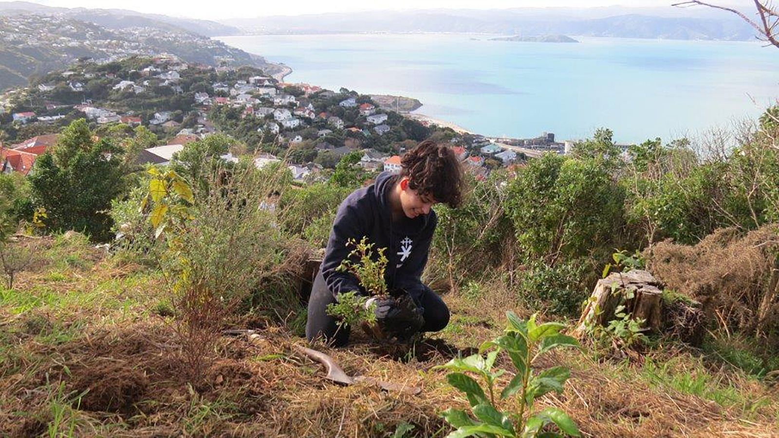 A student plants a tree in a conservation area on a hill by Wellington with a large bay in the background.