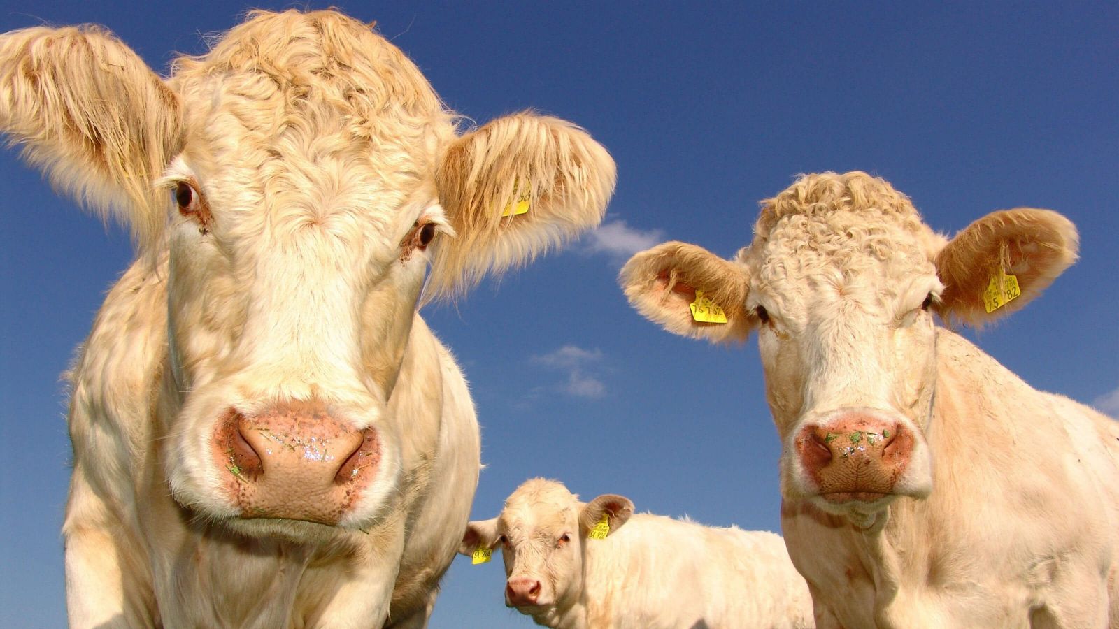 Three hornless blonde cows with wet grassy snouts peer into the camera.