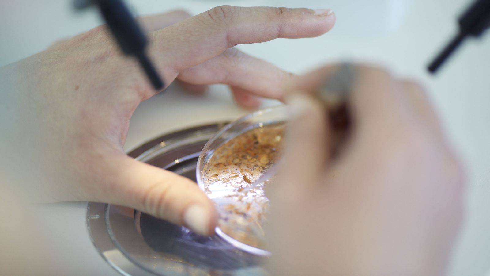 A close-up of hands using a small object to examine contents of a petri dish.