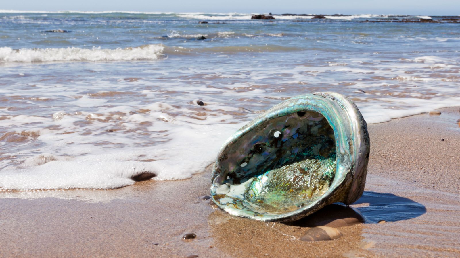 Empty paua shell on beach