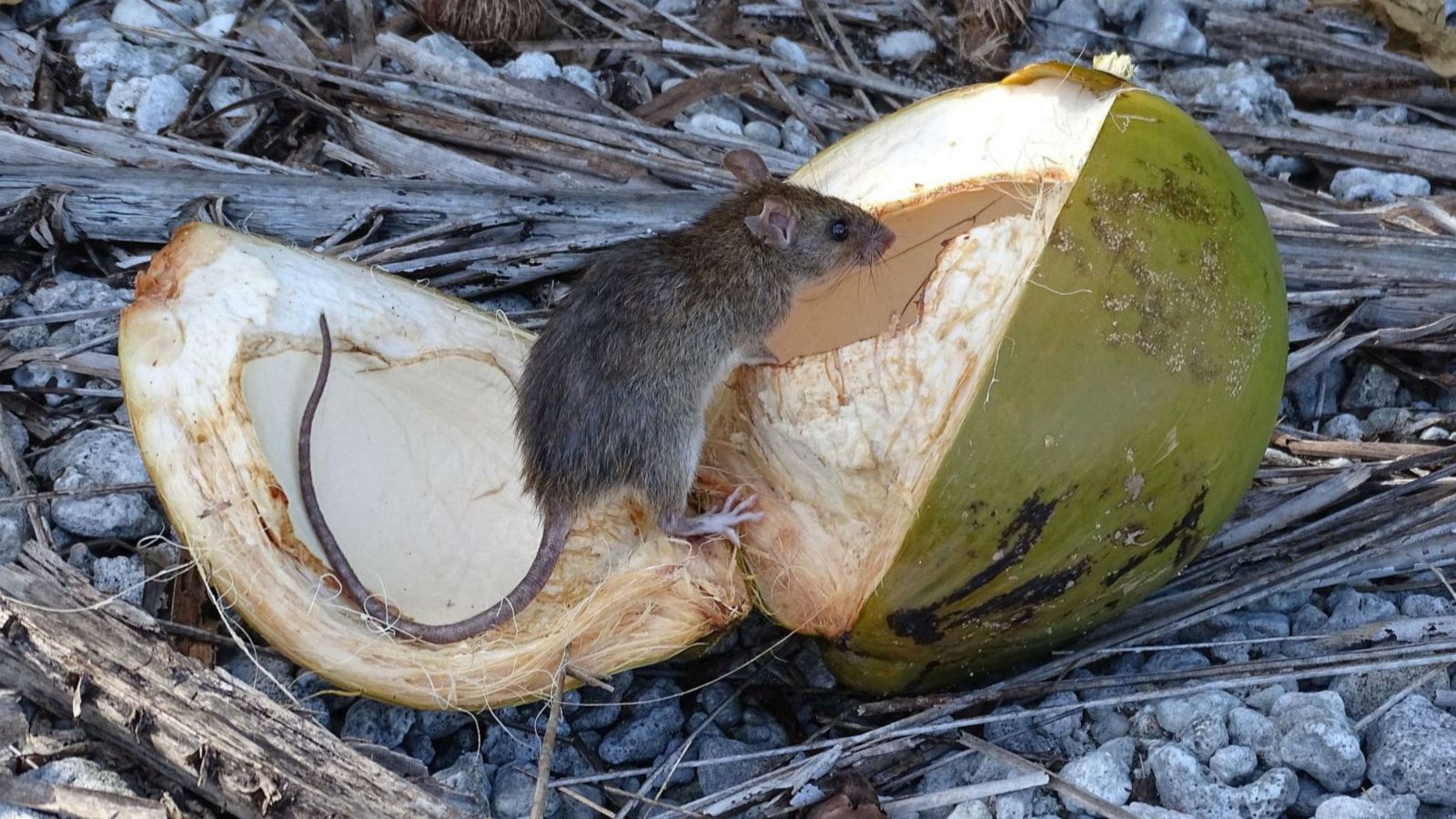 A rat sits on top of an open coconut