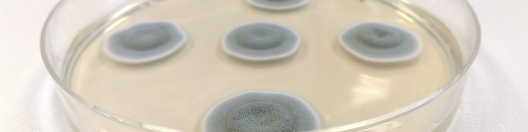 Petri dish on lab bench growing five groups of fungi.