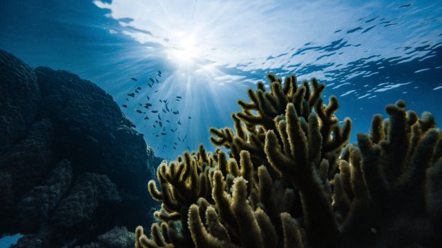 Coral reef with sun shining on the surface of the water.