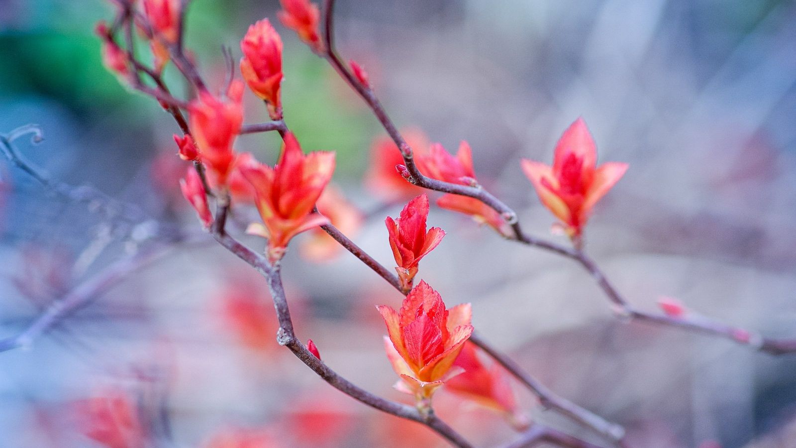 Clusters of red leaves opening off thin branches with a blue grey background.