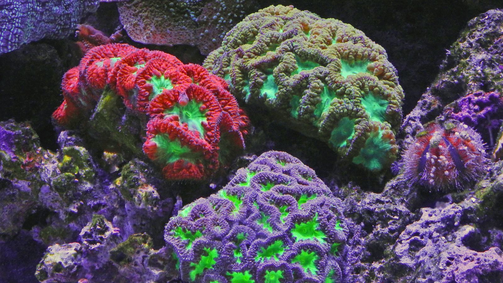 Corals