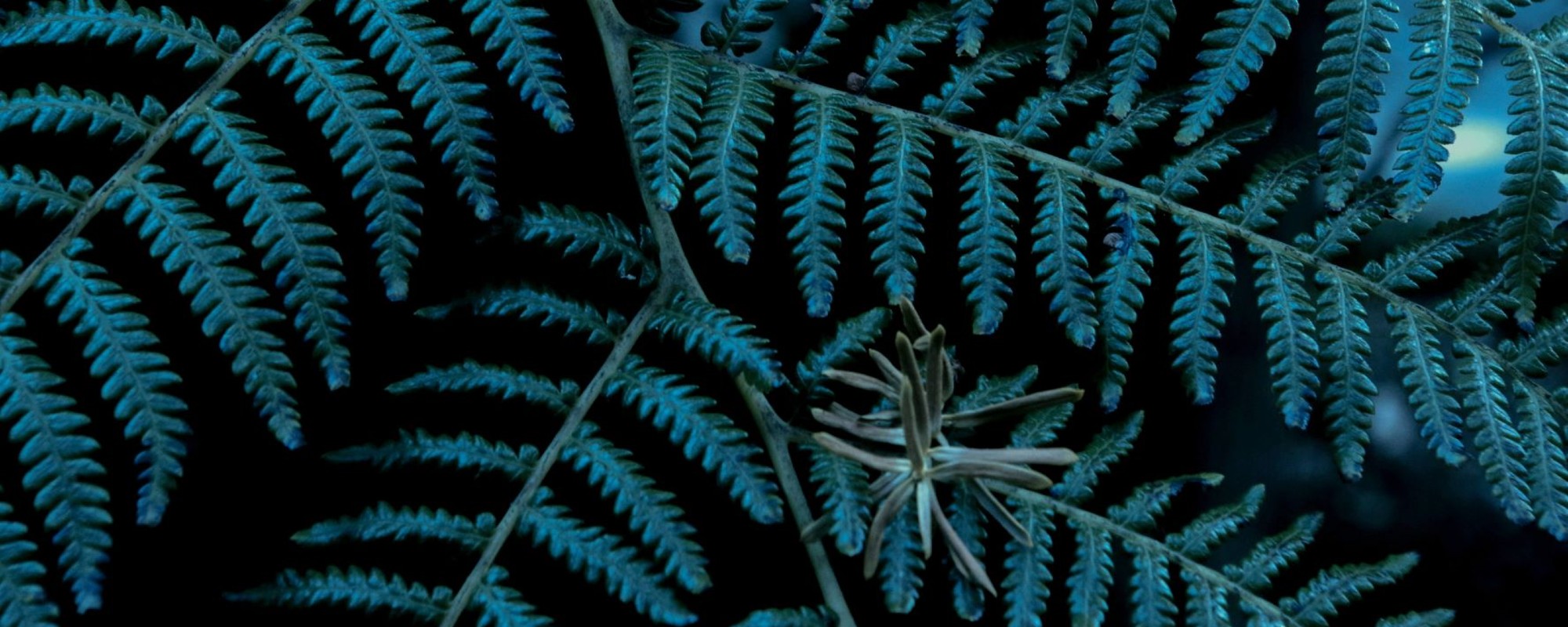 New Zealand native fern