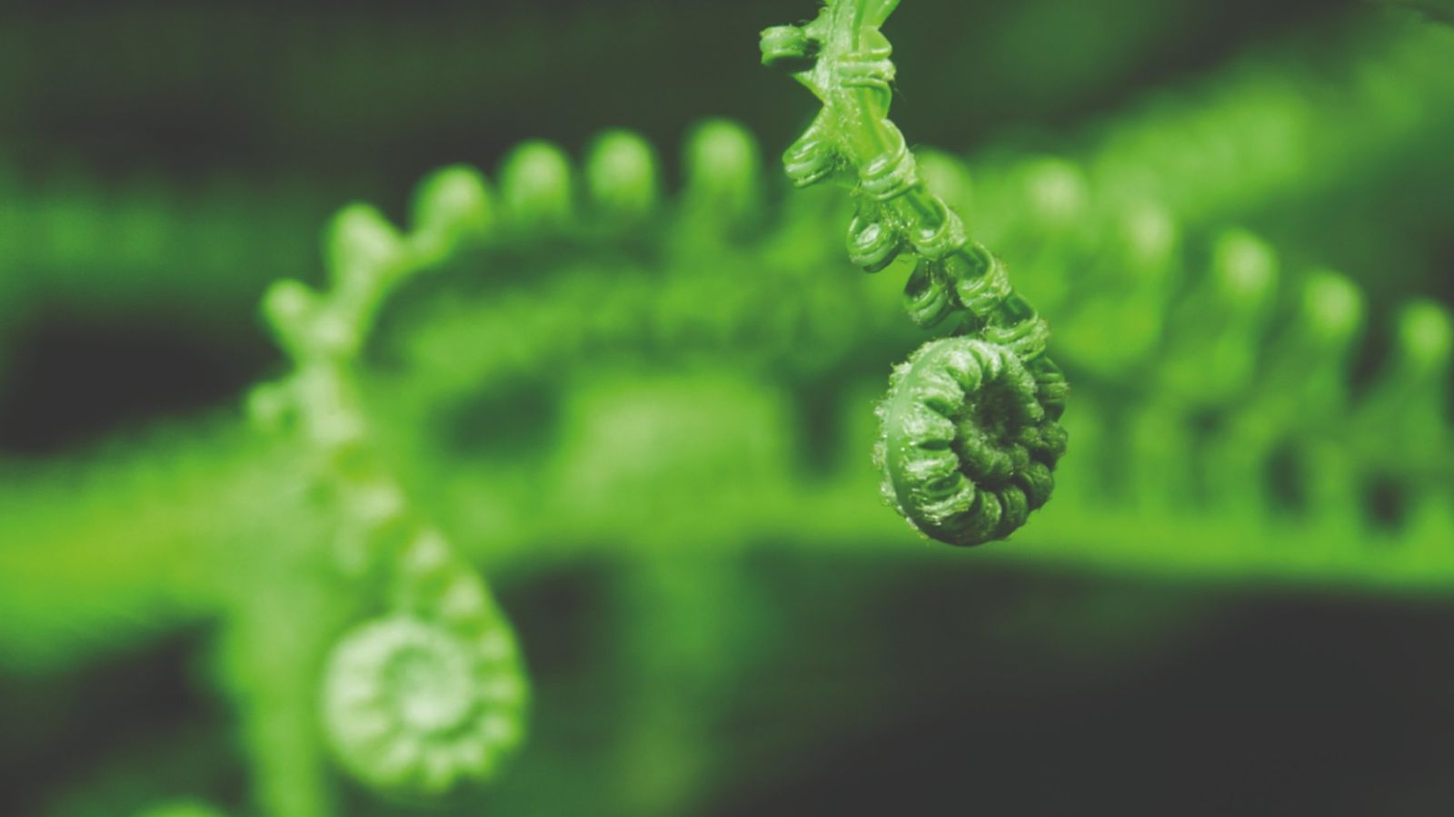 Two koru (tree fern) fronds unfurling against a damp green background.
