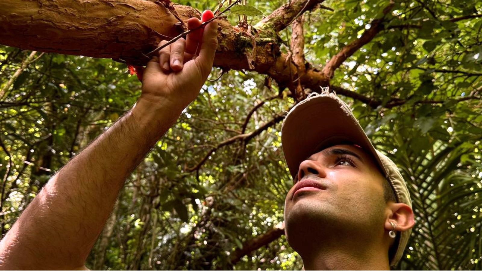 A student reaches up to a tree searching for wētā