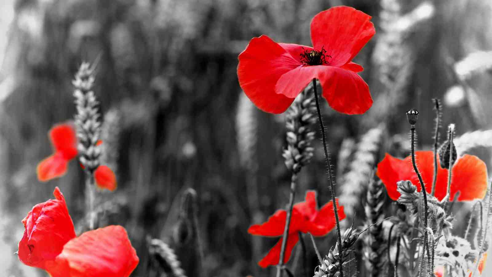 Red poppies on a black and white background