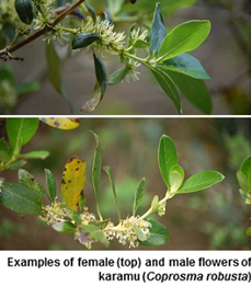 Examples of female and male flowers of karamu