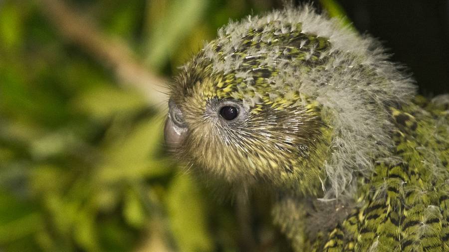 Kakapo chick
