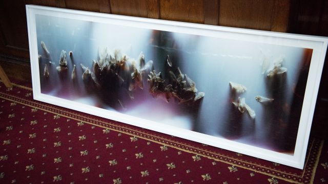 Enlarged photo of bee wings (without the bees) – 'Bruissement #4', 2016, Anne Noble.