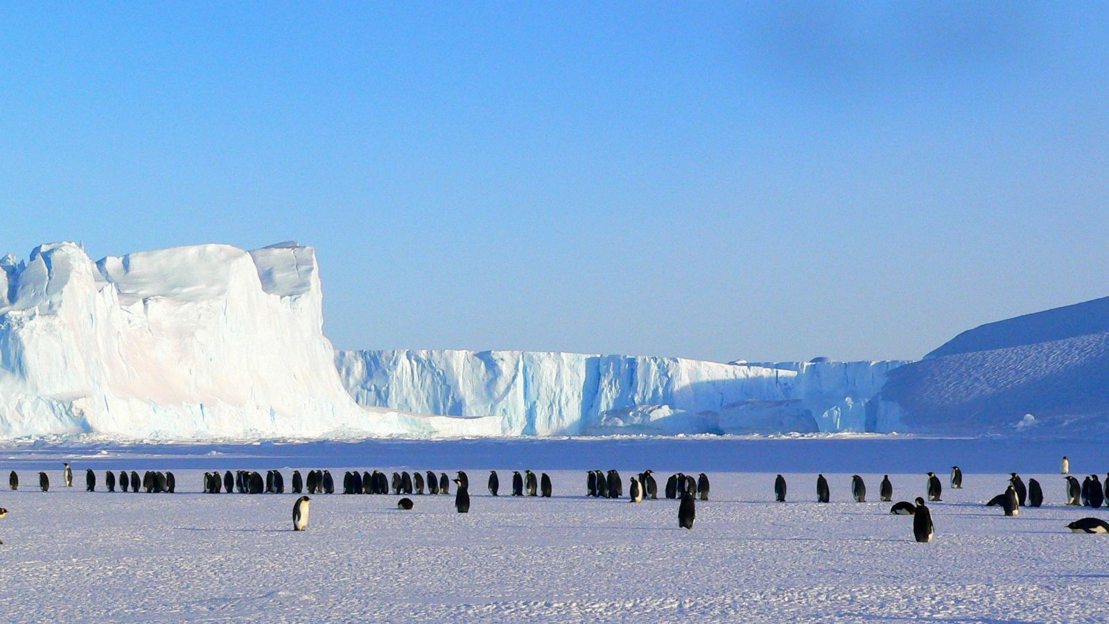 penguins on Antarctic ice sheets