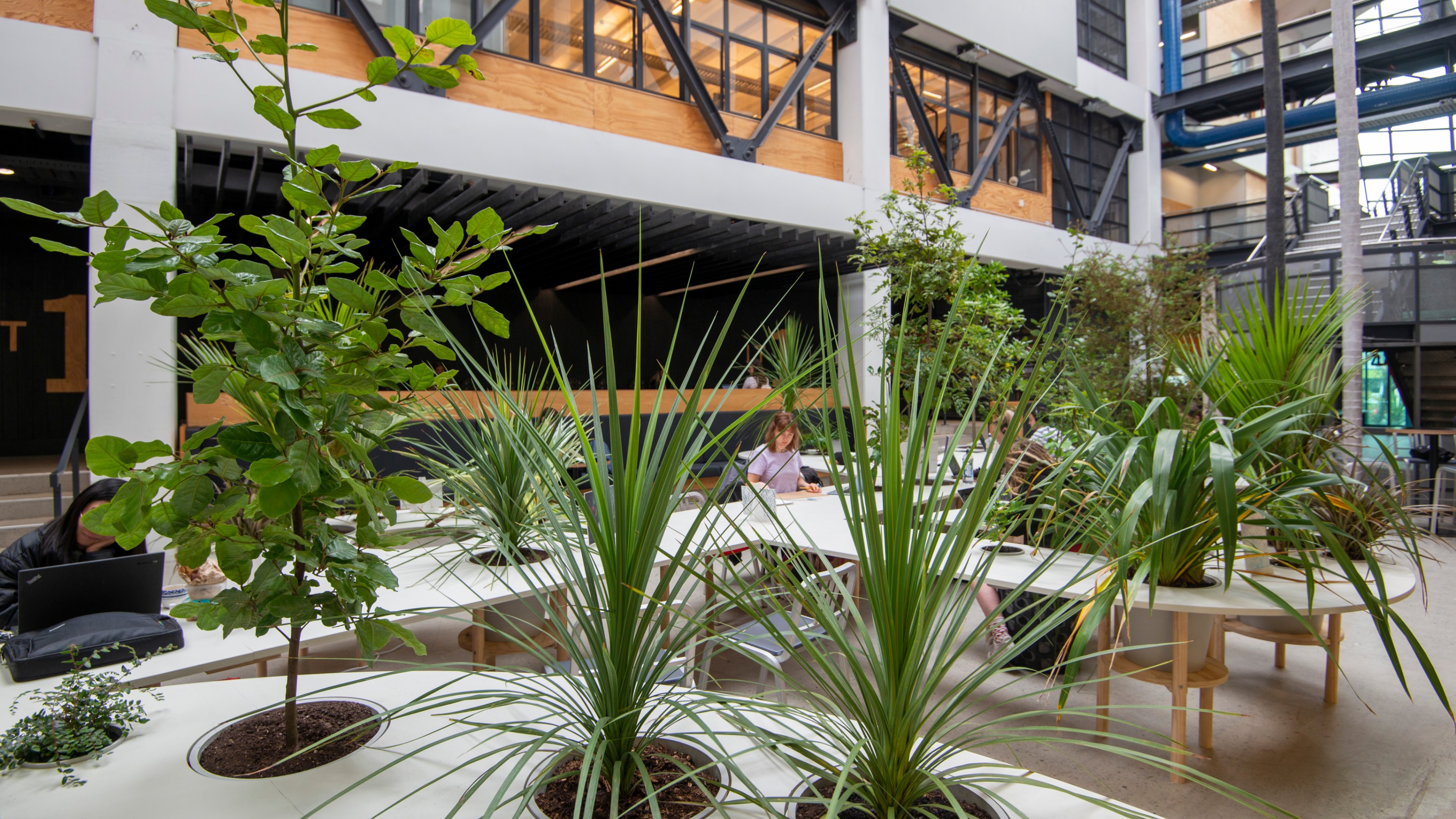 Atrium of Wellington Faculty of Architecture and Design Innovation with potted plants on desks